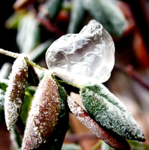 Geeistes Seifenblasenherz bei minus 8 Grad Celsius auf Rosenstrauch.

Aufnameort: Kirrweiler
Kamera: Canon