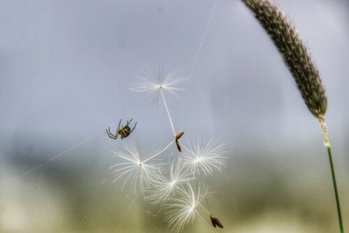 Pusteblumen gefangen im Spinnen Netz, die Spinne hat wohl gehofft, daß es was zum Mittag gab. Die Spinne hat ihr Netz zwischen den Grashalmen befestigt.

Aufnameort: Waldeck
Kamera: Canon EOS 80D