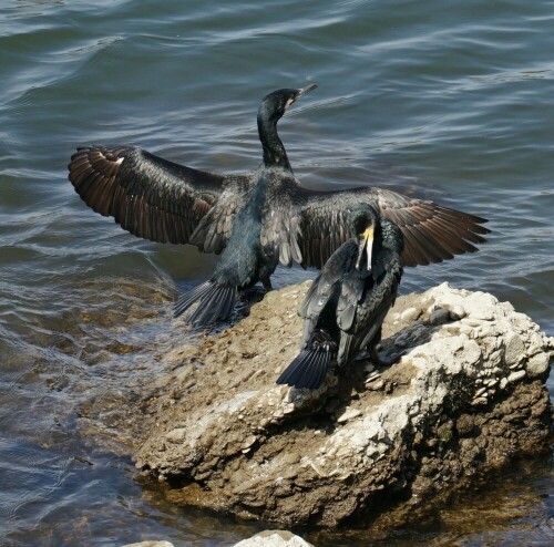 Während ein Kormoran sein Gefieder in der Sonne trocknet, pflegt ein anderer es mit seinem Hakenschnabel. Dabei führt er den Haken immer wieder durch das Gefieder.

Aufnameort: Rheinufer Köln Mülheim
Kamera: Sony Alpha 7/II