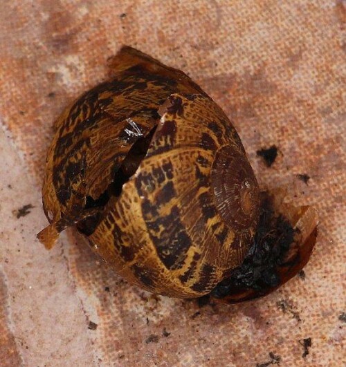 Eine Schnecke, die gemäßigteres Klima wie im Mittelmeergebiet oder an der Atlantikküste bevorzugt.
https://de.wikipedia.org/wiki/Gefleckte_Weinbergschnecke

Aufnameort: Nördlich Porto(Portugal)
Kamera: Canon EOS 700D