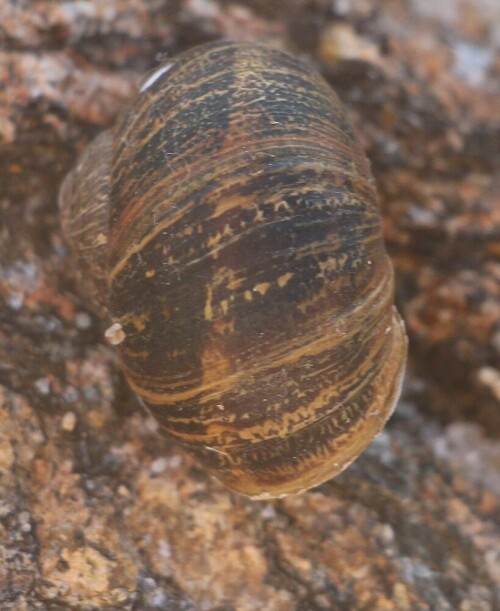 Eine Schnecke,die vom Gehäusebau der Weinbergschnecke ähnelt.
https://de.wikipedia.org/wiki/Gefleckte_Weinbergschnecke

Aufnameort: Nördlich von Porto(Portugal)
Kamera: Canon EOS 700D