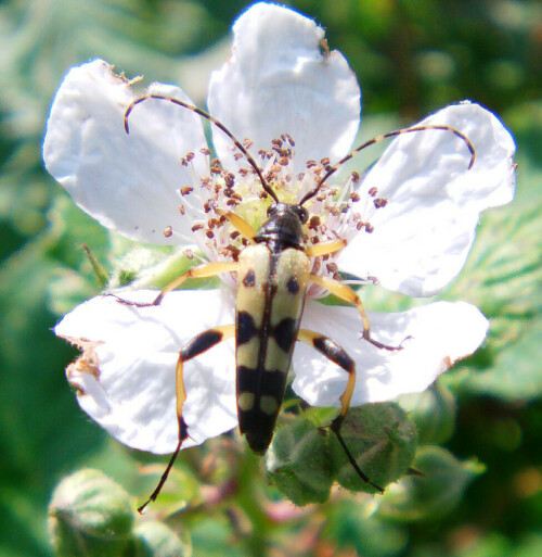 gefleckter-schmalbock-leptura-maculata-poda-1761-10891.jpeg