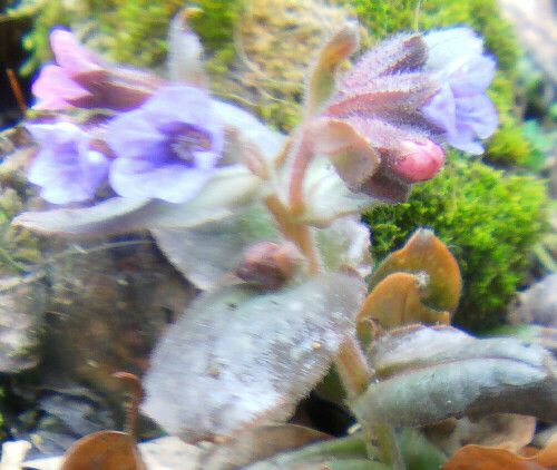 geflecktes-lungenkraut-pulmonaria-officinalis-l-11613.jpeg