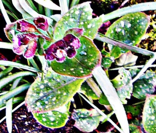 Blüten eines Gefleckten Lungenkrautes (oder was nach Frühlingstürmen daveon übrig geblieben ist.)
https://de.wikipedia.org/wiki/Geflecktes_Lungenkraut

Aufnameort: Eiershausen Garten
Kamera: Medion Camcorder