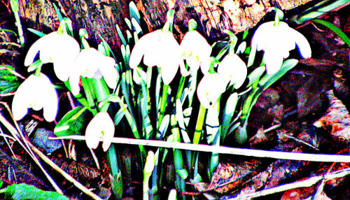 gefullte-schneeglockchen-galanthus-nivalis-f-plena-30815.jpeg