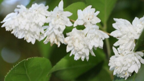 Ebenfalls ein Zierstrauch in Gärten
http://www.eggert-baumschulen.de/products/de/Laubgehoelze/deutsch-botanisch/D/Deutzia-scabra-Candidissima.html

Aufnameort: Eiershausen Garten
Kamera: Canon EOS 700D