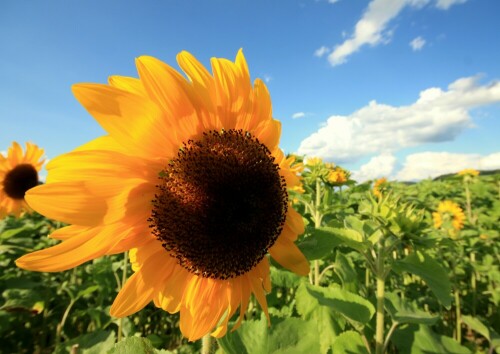 Sommerabend an einem Sonnenblumenfeld

Aufnameort: Am Gumpener Kreuz / Odenwald
Kamera: Canon 450D