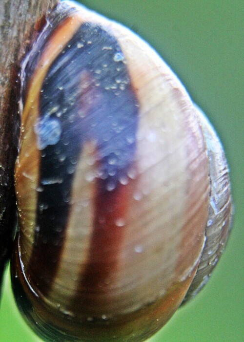 Das Gehäuse der Hain-Bänderschnecke trägt einen bräunlich bis schwarzen Mundsaum.
https://de.wikipedia.org/wiki/Hain-Bänderschnecke

Aufnameort: Eiershausen Parkplatz Friedhof Eiershausen
Kamera: Canon EOS 1300D