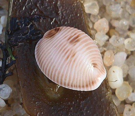 Ein Gehäuse einer Meeresschnecke, die gelegentlich auch an westeuropäischen Stränden gefunden werden kann.
https://www.meerwasser-lexikon.de/tiere/6929_Cypraea_sp01.htm

Aufnameort: Nördlich von Porto(Portugal)
Kamera: Canon EOS 700D