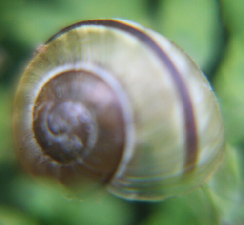 Die Gartenbänderschnecke wird auch als Weißmündige Bänderschnecke bezeichnet.
(Hier handelt es sich noch um ein Gehäuse einer jungen Schnecke.)(17-fache Vergrößerung)
https://de.wikipedia.org/wiki/Garten-Bänderschnecke

Aufnameort: Eiershausen Vorplatz(Parkplatz) des Friedhofes
Kamera: Canon EOS 700D