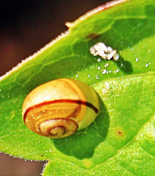 Die Garten-Bänderschnecke wird auch als Weißmündige Bänderschnecke bezeichnet.(Hier wohl noch ein Jungtier.)
https://de.wikipedia.org/wiki/Garten-Bänderschnecke

Aufnameort: Eiershausen Garten
Kamera: Canon EOS 1300D