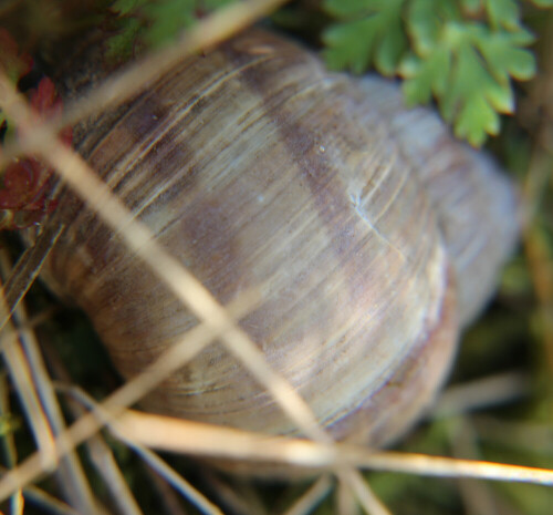 Weinbergschnecken  gelten als essbar.
https://www.ecosia.org/search?q=Weinbergschnecken+als+Essenhttps://de.wikipedia.org/wiki/Weinbergschnecke

Aufnameort: Eiershausen Garten westlich des Tümpels
Kamera: Canon EOS 700D