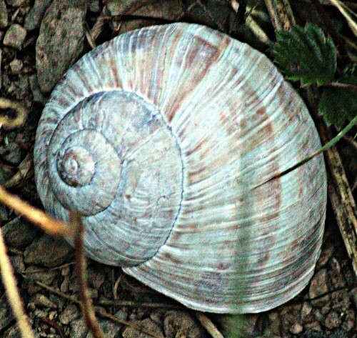 Die Weinbergschnecke ist eine häufige Art der Helicidae.
https://de.wikipedia.org/wiki/Weinbergschnecke

Aufnameort: Eiershausen Garten
Kamera: Canon EOS 1300D