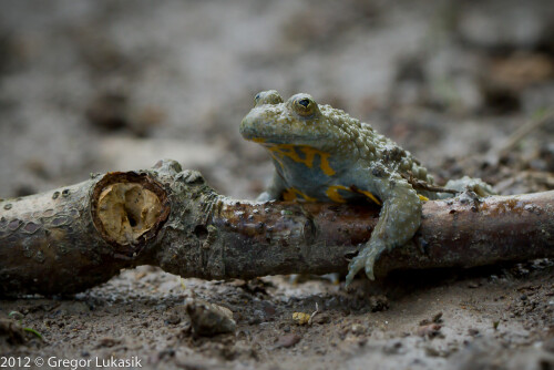 Selten sieht man den interessant gefärbten Bauch der Gelbbauchunke.

Aufnameort: Steigerwald 2012
Kamera: eos7d, 100mm