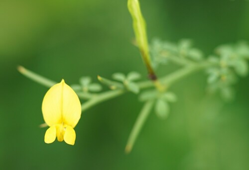 

Aufnameort: Kew Garden London
Kamera: Sony Alpha 7/II