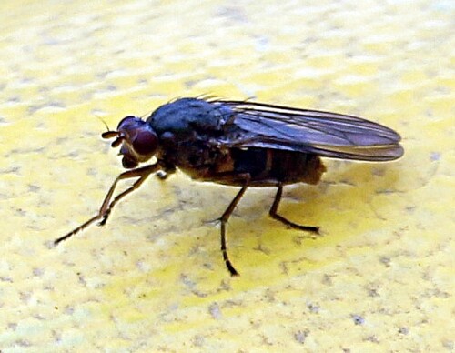 Eine Fliege, die selbst jetzt noch bei den relativ milden Temperaturen
in der Nähe von Komposthaufen z. B. angetroffen werden kann.
https://commons.wikimedia.org/wiki/Category:Scathophaga_stercoraria#/media/File:2013-05-06_14-51-26-diptera.JPG
https://de.wikipedia.org/wiki/Gelbe_Dungfliege

Aufnameort: Eiershausen Nähe Komposthaufen
Kamera: Canon EOS 1300D