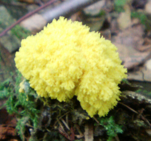 Ein auffälliger Pilz im herbstlichen Wald oft an morschem Totholz.
http://de.wikipedia.org/wiki/Gelbe_Lohbl%C3%BCte

Aufnameort: Eiershausen Hirschbergwald
Kamera: Medion Digitaler Full-HD-Camcorder mit Touchscreen Medion Life