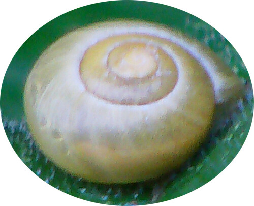 Eine kleine Gehäuseschnecke im Garten, die ziemlich häufig gefunden werden kann und auch z. B. bei der Schneckenkartierung erfasst wird.
http://de.wikipedia.org/wiki/Garten-B%C3%A4nderschnecke
Z. B. :
http://berlin.nabu.de/nabuaktiv/fachgruppen/mollusken/

Aufnameort: Eiershausen Garten
Kamera: Medion Digitaler Full-Camcorder mit Touchscreen Medion Life