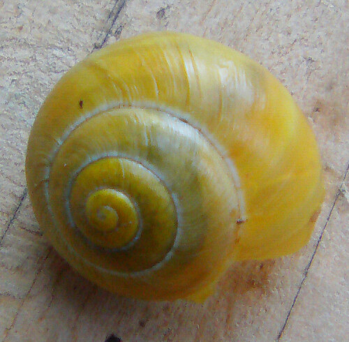 Die Garten-Bänderschnecke gehört farblich zu den variabelsten Schnecken(Farb-Polymorphismus).
http://de.wikipedia.org/wiki/Garten-Bänderschnecke

Aufnameort: Eiershausen Schwarzbachtal
Kamera: Digitaler Full-HD-Camcorder mit Touchscreen Medion Life