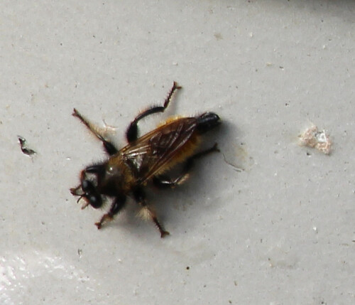 gelbe-raubfliege-laphria-flava-l-1761-17388.jpeg