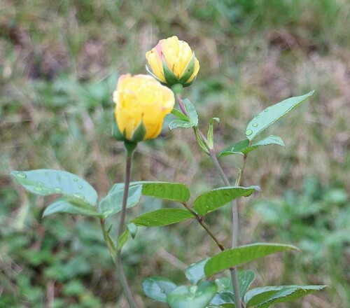 Rosen sind beliebte Sträucher im Garten - auch - wenn sie Stacheln tragen.
https://de.wikipedia.org/wiki/Rosen

Aufnameort: Eiershausen Garten
Kamera: Canon EOS 700D