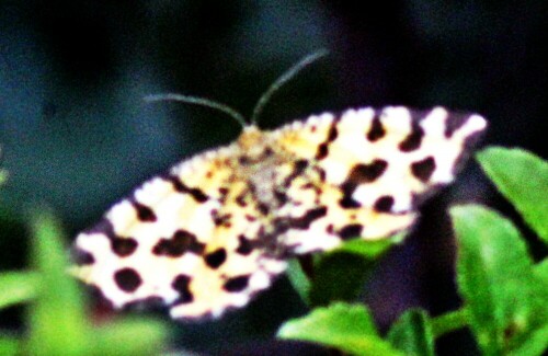 Der Pantherspanner gehört als Nachfalter zu den Spannern(Geometridae). Von etwa Ende April bis Anfang Juli lassen sich die Falter beobachten. Die Verpuppung seiner Raupen erfolgt im 
September. Er hält sich gerne an sonnigen Orten wie lichte Wälder, Waldränder oder auf trockenem, offenem Gelände wie Parkanlagen auf.
https://de.wikipedia.org/wiki/Pantherspanner

Aufnameort: Eiershausen Rommelsberg
Kamera: Canon EOS 1300D