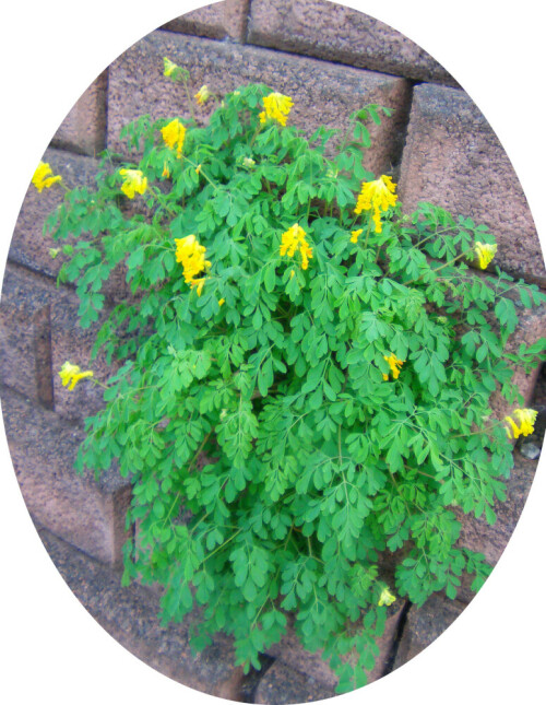 gelber-lerchensporn-corydalis-lutea-l-dc-11571.jpeg