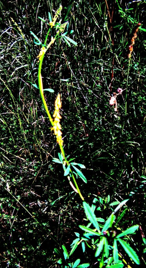 Der Gelbe Steinklee gehört zur Familie der Hülsenfrüchtler(Fabaceae).
https://de.wikipedia.org/wiki/Gelber_Steinklee

Aufnameort: Eibelshausen südöstlich der Pflanzenkläranlage
Kamera: medion Camcorder