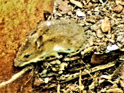 Die Gelbhalsmaus gehört zu den mittelgroßen Langschwanzmäusen(Muridae).
Sie kommt in großen Regionen der Paläarktis(Nordhalbkugel ohne Nordamerika) vor.
Dort hält sie sich in Wäldern oder anderen Habitaten mit reichlich Bäumen auf.
https://de.wikipedia.org/wiki/Gelbhalsmaus

Aufnameort: Eierhausen Garten
Kamera: Canon EOS 1300D