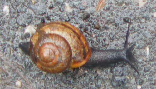 gemeine-baumschnecke-arianta-arbustorum-l-1758-30936.jpeg