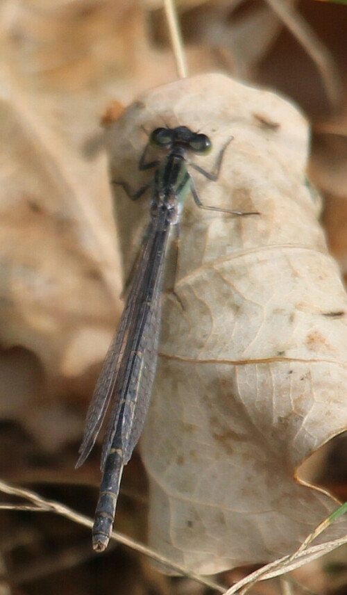 Eine Kleinlibelle, deren Körperzeichnung noch nicht sehr ausgeprägt ist.
(Daher Bestimmung auch noch etwas unsicher.)
https://de.wikipedia.org/wiki/Gemeine_Becherjungfer#/media/File:Enallagma_cyathigerum_16(loz).jpg

Aufnameort: Rommelsberg
Kamera: Canon EOS 700D