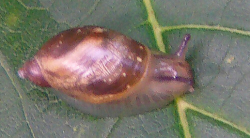 Bernsteinschnecken besiedeln besonders den Uferbereich von Flüssen und Seen. Manche Arten können nicht mehr ihren gesamten Körper in ihr Schneckenhaus zurückziehen.
http://de.wikipedia.org/wiki/Bernsteinschnecke

Aufnameort: Eiershausen Schwarzbachtal
Kamera: Medion Digitaler Full-HD-Camcorder mit Touchscreen Medion Life