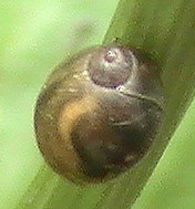 Die gemeine Bernsteinschnecke gehört zu den Landlungenschnecken sowie den Gehäuseschnecken auch, wenn manche Arten es bereits wieder stark reduzieren.
http://de.wikipedia.org/wiki/Bernsteinschnecken

Aufnameort: Eiershausen Schwarzbachtal
Kamera: Medion Digitaler Full-HD-Camcorder mit Touchscreen Medion Life