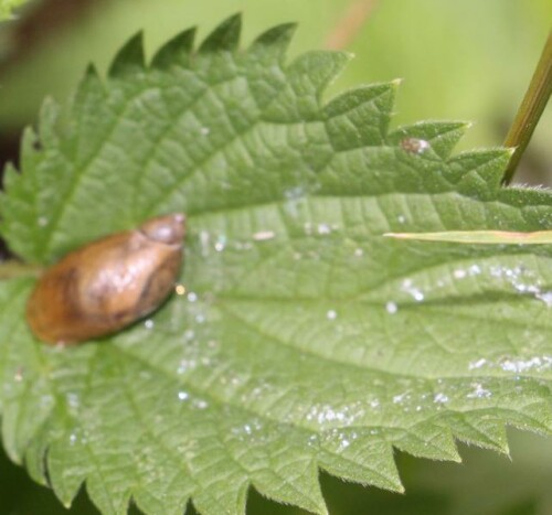 Eine Gehäuseschnecke, die ein chitin- bzw. hornfarbiges Gehäuse trägt.
https://de.wikipedia.org/wiki/Bernsteinschnecken

Aufnameort: Eiershausen Schwarzbachtal
Kamera: Canon EOS 700D