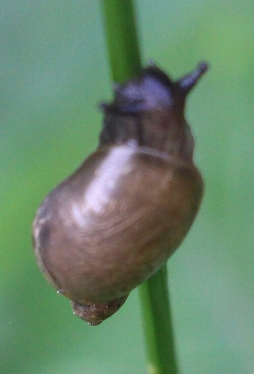 Eine kleiner Gehäuseschnecke, die Feuchtigkeit mag und gelegentlich auch im Uferbereich von Gewässern angetroffen werden kann.
https://de.wikipedia.org/wiki/Bernsteinschnecken

https://www.youtube.com/watch?v=-jZOM1mDvyk
https://www.youtube.com/watch?v=1wO1WBafeLs
https://www.youtube.com/watch?v=0mXwmVEZjE0

https://www.youtube.com/watch?v=IvFlSrqeMo0
https://www.youtube.com/watch?v=LfSL18z2-8o
u. a.

Aufnameort: Eiershausen Schwarzbachtal
Kamera: Canon EOS 700D