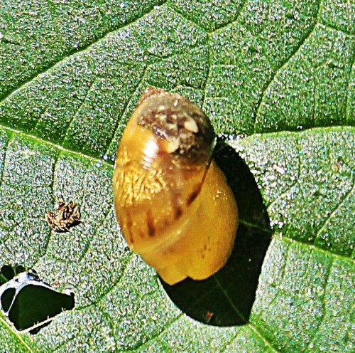 Der Name der Schnecke beruht auf ihrem Gehäuse, das bernsteinfarben
durchscheint.
Die Gemeine Bernsteinschnecke kann in Europa sowie West- und im Norden von Asien gefunden werden.
Im Norden Englands, Skandinaviens sowie Russlands fehlt sie allerdings.
https://de.wikipedia.org/wiki/Gemeine_Bernsteinschnecke

Aufnameort: Eiershausen Schwarzbachtal
Kamera: Canon EOS 1300D