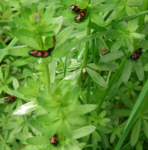 "Versammlung von Blutzikaden" auf Galium
http://de.wikipedia.org/wiki/Blutzikaden

Aufnameort: Eiershausen Hirschbergwald
Kamera: Medion Digitaler Full-HD-Camcorder mit Touchscreen Medion Life