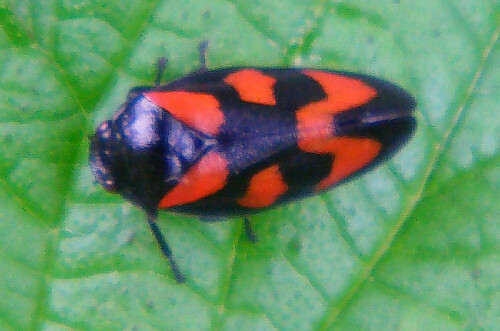 gemeine-blutzikade-cercopis-vulnerata-leach-1815-11828.jpeg