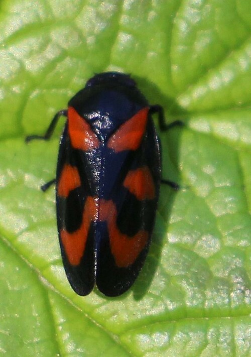 gemeine-blutzikade-cercopis-vulnerata-leach-1815-13959.jpeg