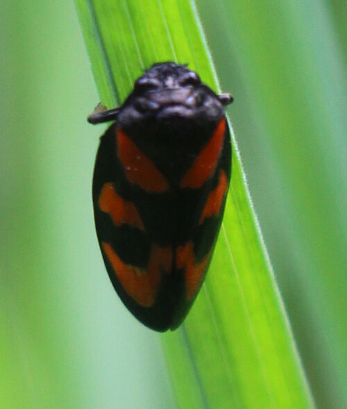 gemeine-blutzikade-cercopis-vulnerata-leach-1815-17149.jpeg