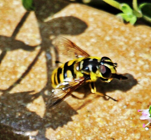 gemeine-doldenschwebfliege-myathropa-florea-l-1758-19502.jpeg