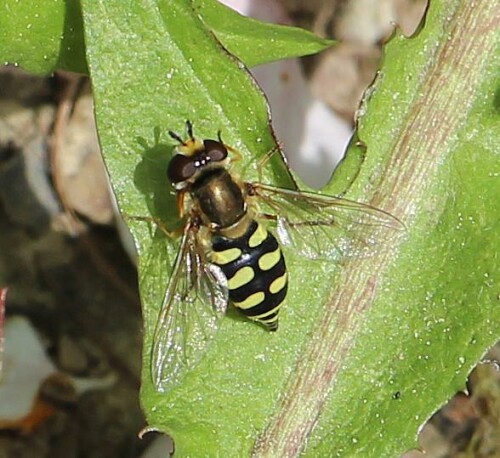 gemeine-feldschwebfliege-eupeo-13979.jpeg