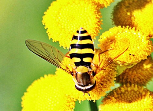 gemeine-garten-schwebfliege-syrphus-ribesii-l-1758-19507.jpeg