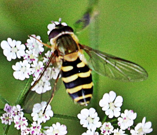 gemeine-gartenschwebfliege-syrphus-ribesii-l-1758-19393.jpeg