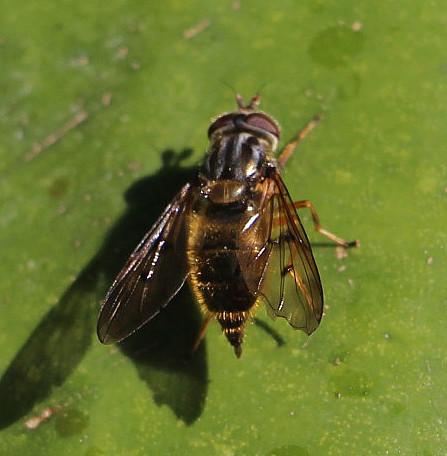 Die Goldschwebfliege erscheint im Jahresverlauf mit zwei Generationen vom Mai bis August.
http://www.insektenbox.de/zweifl/gemgol.htm

Ein Videoclip zu jener Art
https://www.youtube.com/watch?v=Yit33sdEbb4

Aufnameort: Eiershausen Garten
Kamera: Canon EOS 700D