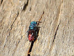 gemeine-goldwespe-chrysis-ignita-l-1758-14356.jpeg