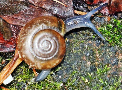 Eine kleine Gehäuseschnecke, die oft sich im Verborgenen aufhält und
in Mitteleuropa als verbreitet gilt.
https://de.wikipedia.org/wiki/Gemeine_Haarschnecke

Aufnameort: Eiershausen Garten
Kamera: Canon EOS 1300D