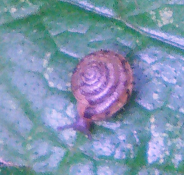 Eine Laubschnecke, die wegen ihrer Behaarung des Gehäuses auffallen kann.
http://de.wikipedia.org/wiki/Gemeine_Haarschnecke

Aufnameort: Eiershausen Garten
Kamera: Medion Digitaler Full-HD-Camcorder mit Touchscreen Medion Life