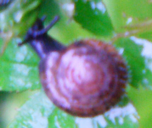 Eine Gehäuseschnecke, der Behaarung ggf. auffallen kann. Es gibt noch ähnliche Verwandte.
http://de.wikipedia.org/wiki/Gemeine_Haarschnecke

Aufnameort: Eiershausen Garten
Kamera: Medion Digitaler Full-HD-Camcorder mit Touchscreen Medion Life