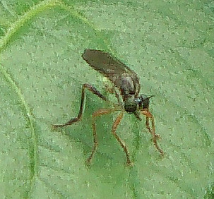 Die Gemeine Habichtsfliege gilt als weit verbreitet. Sie lässt sich ggf. von Mai bis August beobachten und ernährt sich räuberisch.
In Europa, Asien sowie Nordamerika kann sie vorkommen.
http://www.insektenbox.de/zweifl/gemhab.htm

Aufnameort: Eiershausen Garten
Kamera: Digitaler Full-HD-Camcorder mit Touchscreen Medion Life